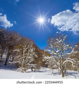 snowbound winter forest in light of sparkle sun, beautiful seasonal natural background - Shutterstock ID 2255444955