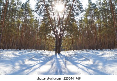 snowbound winter forest in light of sparkle sun, beautiful seasonal natural background - Shutterstock ID 2255444969