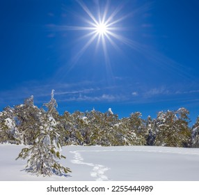 snowbound winter forest in light of sparkle sun, beautiful seasonal natural background - Shutterstock ID 2255444989
