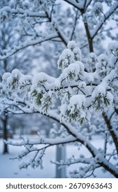 Snowcapped Pine Branches s s