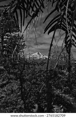 Snow-Capped Volcano Framed By Native Trees In A Chilean Park