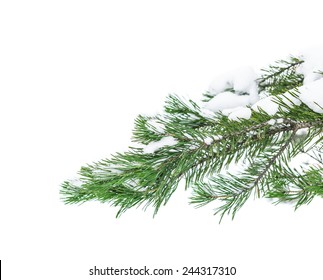 The snow-covered branch of a pine isolated on white snow