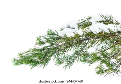 The Snow-covered Branch Of A Pine Isolated On White Snow