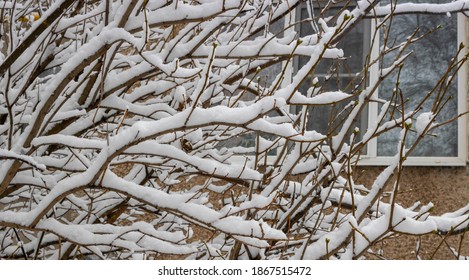 Lilac Bush In The Snow Images Stock Photos Vectors Shutterstock