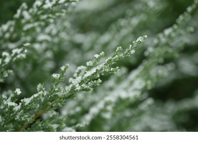 snow-covered branches of a thuja tree, branches under the snow of an evergreen tree, symmetrical branches of a Christmas tree under the snow  - Powered by Shutterstock