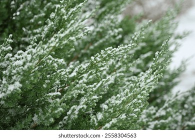 snow-covered branches of a thuja tree, branches under the snow of an evergreen tree, symmetrical branches of a Christmas tree under the snow  - Powered by Shutterstock