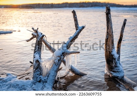 Snow-covered branches of a tree sticking out of the river in winter. Driftwood and roots on Lielupe coast at Baltic sea.  Fallen trees covered with icicles during freezing sunny winter day.