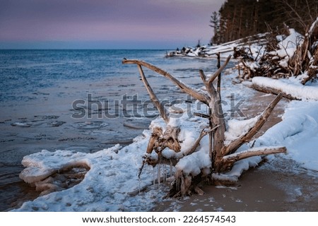 Snow-covered branches of a tree sticking out of the river in winter. Driftwood and roots on Lielupe coast at Baltic sea.  Fallen trees covered with icicles during freezing sunny winter day.