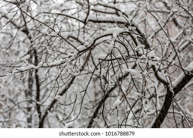 Snow-covered branches of trees during a winter snowfall - Shutterstock ID 1016788879
