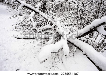 snow-covered broken tree branches in forest of city park after snowfall on overcast winter day
