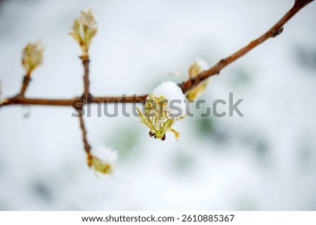 Snow-covered buds on a tree branch. Snowy spring.