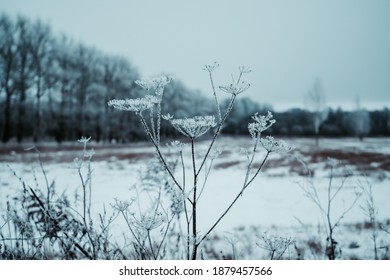 A Snow-covered Bush In Winter. The Beauty Of Nature In December In Europe And Russia