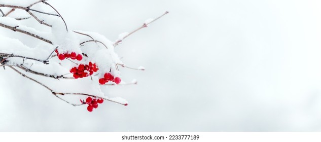 Snow-covered clusters of viburnum with red berries in winter on a light background, copy space - Powered by Shutterstock