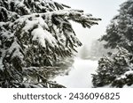 Snow-covered coniferous forest in winter in the Giant Mountains, Poland