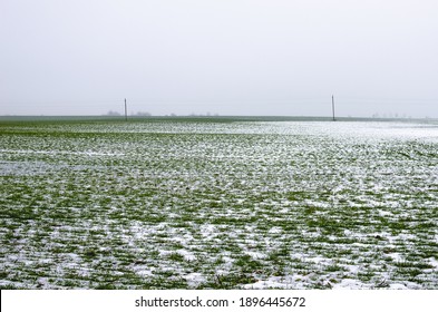 Snow-covered crops of winter wheat, grass under the snow. Warm winter threatens wheat harvest - Powered by Shutterstock