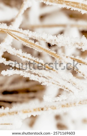 Image, Stock Photo Hoarfrost covered dried up garden plant