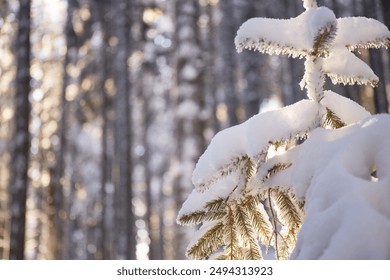  Snow-Covered Evergreen Branch In A Winter Forest. Winter touristic trails in Carpathian mountains, Ukraine - Powered by Shutterstock