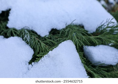 Snow-Covered Evergreen Branches in Winter. Close-up of green coniferous branches blanketed in soft white snow, creating a serene winter scene. - Powered by Shutterstock