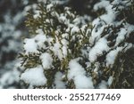 Snow-covered evergreen trees forming a dense forest texture, showcasing a tranquil winter landscape with a focus on natural details and a serene atmosphere.