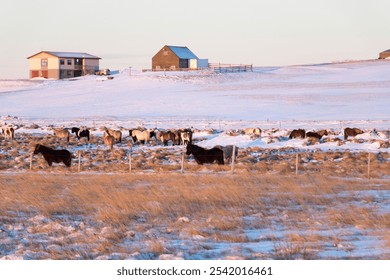 Snow-covered field with cattle grazing near rustic barns under a pale winter sky. - Powered by Shutterstock