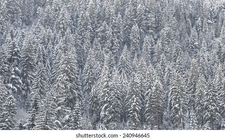 Snow-covered Forest