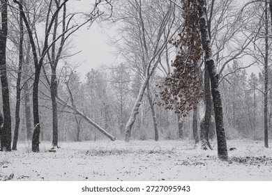 Snow-covered forest with leafless trees and falling snow during winter season