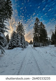 Snow-covered forest path with dramatic winter sky at sunset
