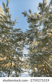 Snowcovered forest path evokes tranquility. Majestic pine street beneath pale winter sky. Quiet snowlined avenue highlighting towering trees and peaceful ambiance