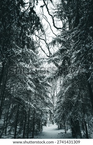 Snow-covered forest path leading between tall, snow-laden trees, hiking in winter at Pestruper Moor, Wilde Geest, 27793 Wildeshausen, Germany