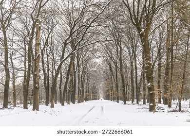A snow-covered forest path lined with bare trees stretches into the distance, creating a serene winter landscape. Snow clings to trunks and branches, inviting a peaceful walk and quiet reflection.