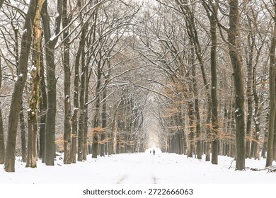 A snow-covered forest path lined with bare trees stretches into the distance, creating a serene winter landscape. Snow clings to trunks and branches, inviting a peaceful walk and quiet reflection.