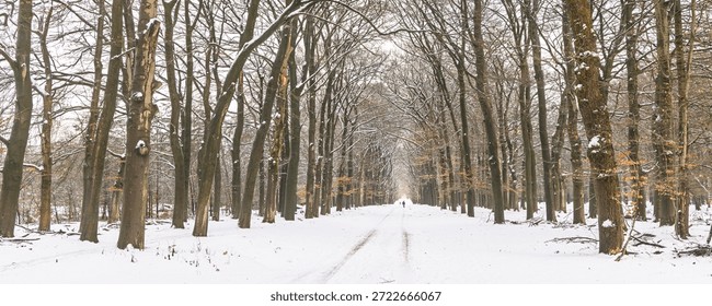 A snow-covered forest path lined with bare trees stretches into the distance, creating a serene winter landscape. Snow clings to trunks and branches, inviting a peaceful walk and quiet reflection.