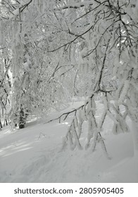 Snow-covered forest path surrounded by trees coated with fresh snow. Peaceful winter woodland landscape creating a magical winter wonderland atmosphere, ideal for nature and outdoor concepts.