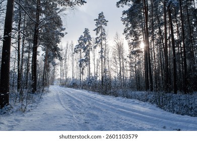 Snow-covered forest path with winter sunlight. Peaceful snowy forest trail with tall pine trees and soft sunlight shining through branches, creating a serene and quiet winter atmosphere.  Latvia, Riga - Powered by Shutterstock - Get 15% off with code: PIKWIZARD15