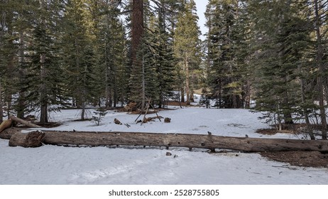 Snow-Covered Forest Scene with Fallen Log and Tall Pine Trees in a Serene Winter Landscape - Powered by Shutterstock