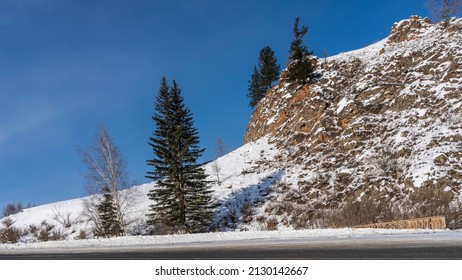 A snow-covered mountain against a blue sky. Coniferous trees grow on steep slopes and roadsides. A sunny winter day. Altai.