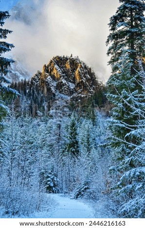 snow-covered mountain peak in the distance, with a thick forest of evergreens in the foreground. The scene is bathed in cool winter light. 