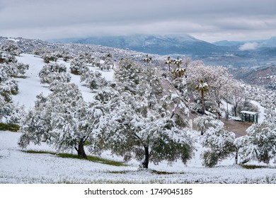 Snow-covered Olive Grove In El Gastor, Cádiz Province (Spain)   