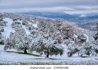 Snow-covered Olive Grove In El Gastor, Cádiz Province (Spain)   