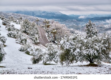 Snow-covered Olive Grove In El Gastor, Cádiz Province (Spain)   