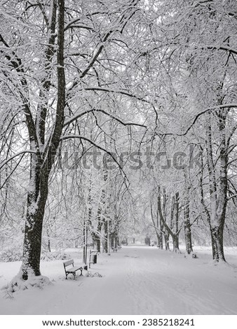 Snow-covered park bench near a tree, winter landscape. Snowfall.