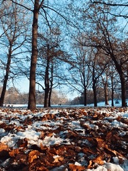 Snow-covered Park With Fallen Leaves On The Ground And Bare Trees And Walking Path In Winter And Autumn