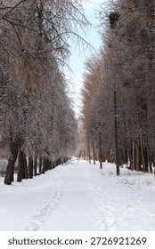 A snow-covered path among rows of leafless trees under a pale blue winter sky — a peaceful seasonal perspective