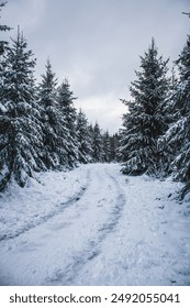 A snow-covered path winding through a forest of tall, snow-laden evergreen trees under a cloudy sky.

