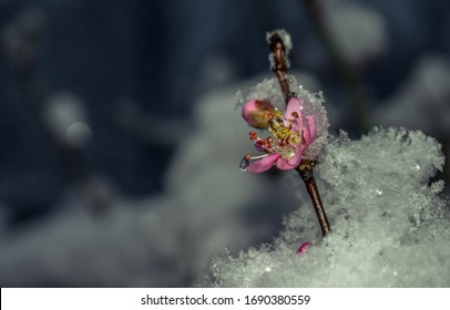 凍る 花 の画像 写真素材 ベクター画像 Shutterstock