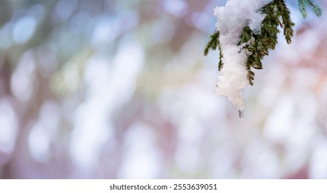 Snow-covered pine branch with an icicle hanging, creating a festive winter scene perfect for Christmas and New Year celebrations. Soft, blurred background adds a magical holiday feel.