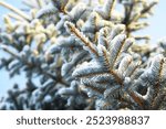 Snow-Covered Pine Tree Branches in Winter Sunlight - Natural Winter Scenic Beauty