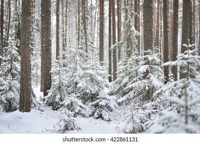 Snowcovered pine tree forest on a sunny winter day in Russia