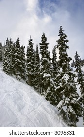 Snow-covered pine trees on mountain side.