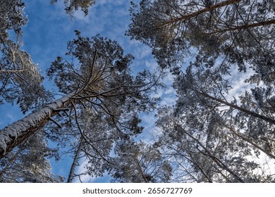 Snow-covered pine trees viewed from below against a blue winter sky with scattered clouds.